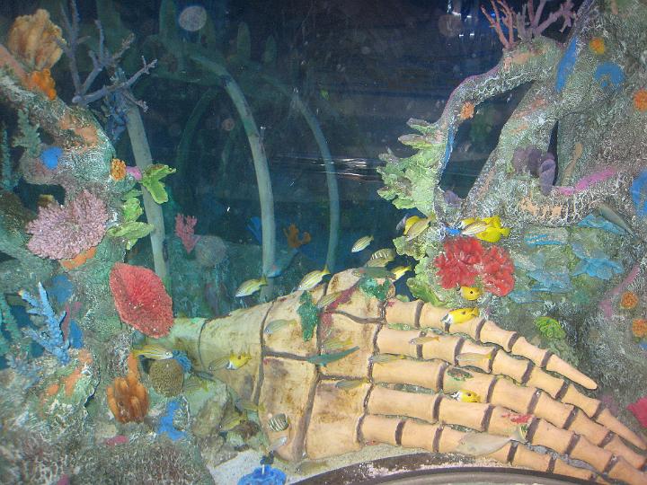 Aquarium 16.JPG